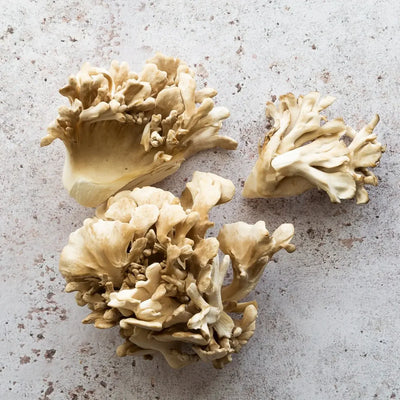 Maitake Mushroom